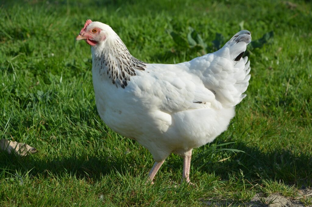 Biała kura chodząca po zielonej trawie