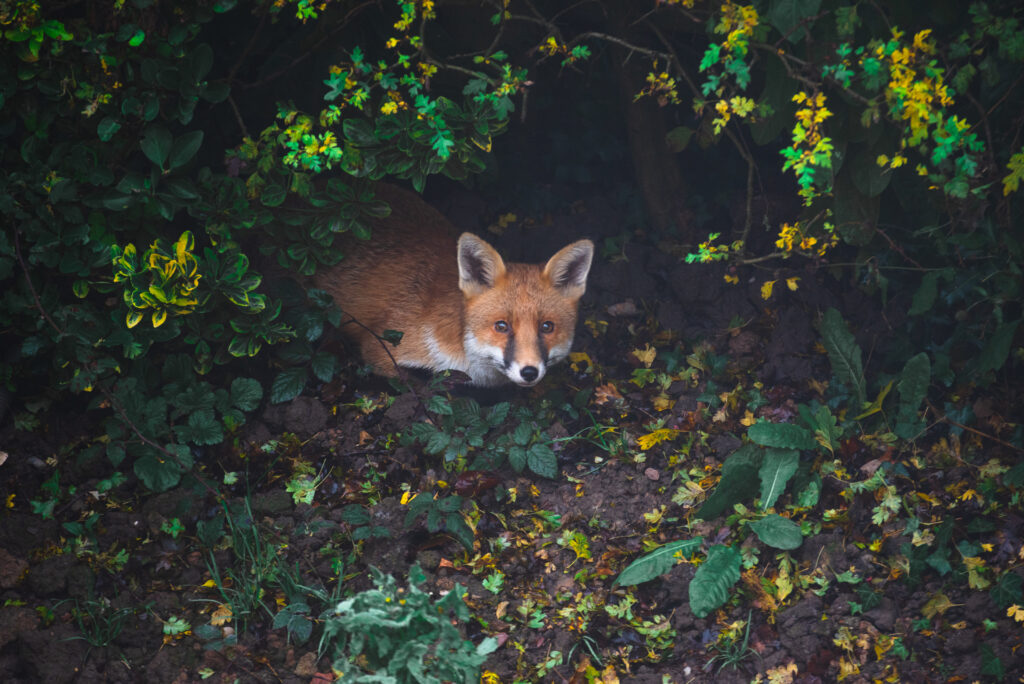 A high angle shot of a cute fox lying on the ground in the forest surrounded by greenery