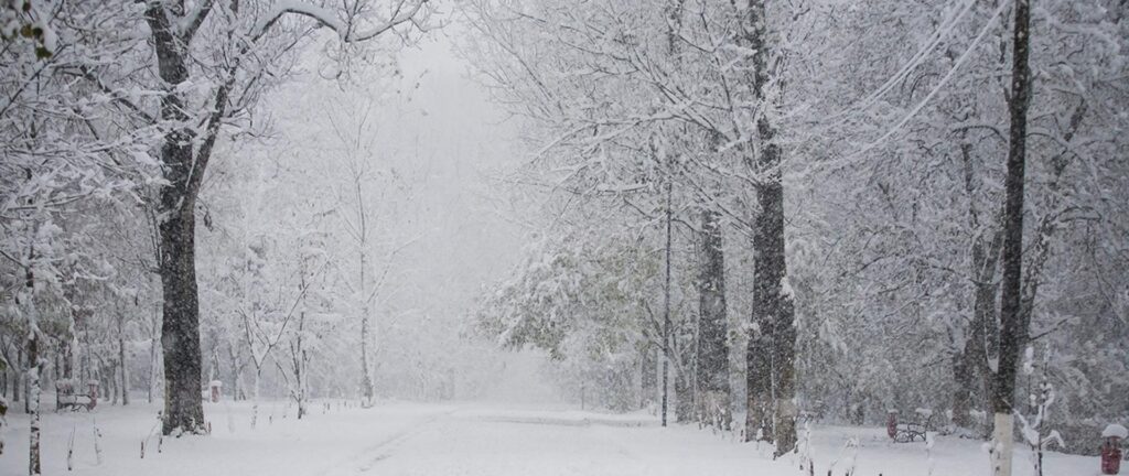 Na ilustracji widzimy zaśnieżoną drogę oraz drzewa