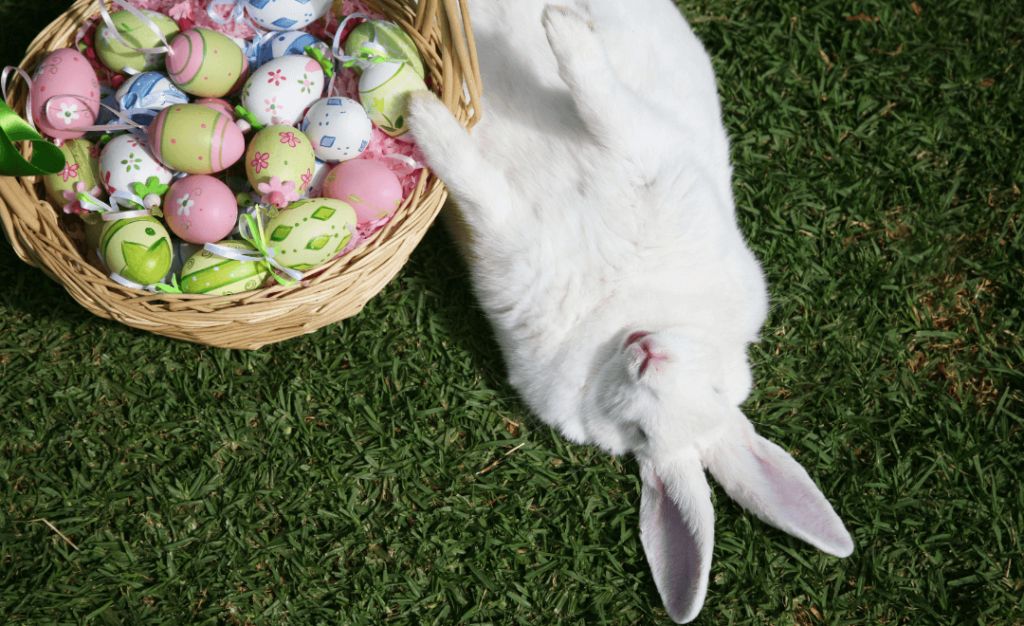 Na obrazku leży biały królik obok koszyka wypełnionego wielkimi nocnymi jajkami. Koszyk z jajkami i królikiem występującym w trawieniu.