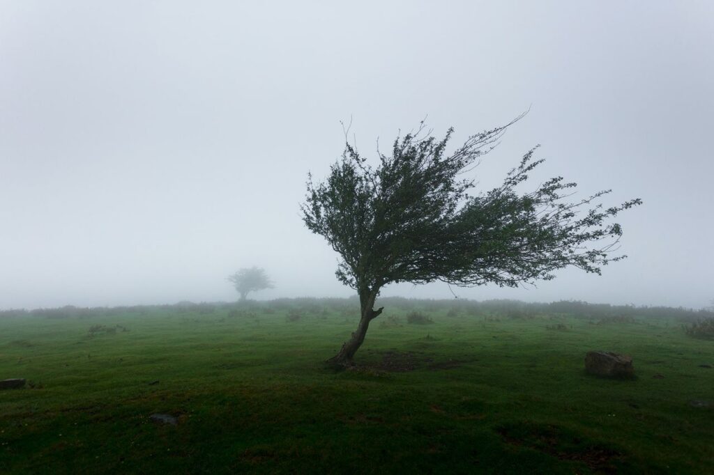 Na widocznym miejscu jest samotne drzewo, które zostało wypaczone pod wpływem wiatru, a tło stanowi mgliście, trawiasta równina. W przypadku wykluczenia ledwo zarysowane kontury innych drzew ukrytych we mgle.