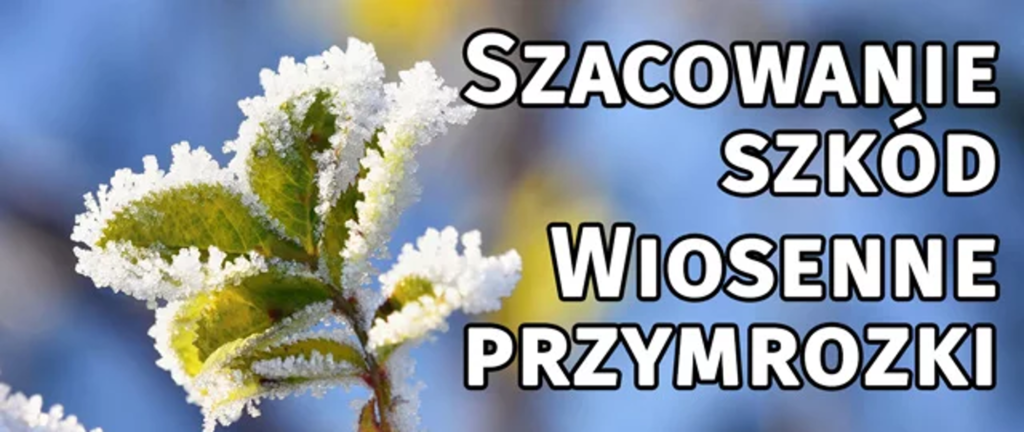 Liść pokryty mrozem na tle niebieskiego nieba. Obok widoczny napis: Szacowanie szkód wiosenne przymrozki. Jasne kolory kontrastują z lodem.