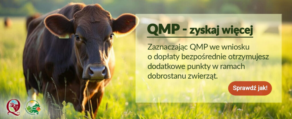Na zdjęciu widoczna jest krowa na zielonej łące. Po prawej stronie jest tekst o korzyściach programu QMP. Tło jest rozmyte, z dominującymi odcieniami zieleni.