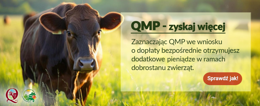 Na zdjęciu jest brązowa krowa na tle zielonej łąki. Po prawej stronie widoczny jest napis promujący program QMP. Tło jest jasne i słoneczne.