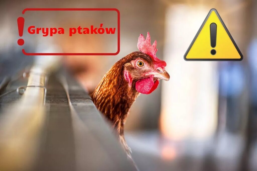 Kura na tle niebiesko-brązowym patrzy w stronę aparatu. Po lewej napis Grypa ptaków z czerwonym wykrzyknikiem. Po prawej żółty znak ostrzegawczy z czarnym wykrzyknikiem.