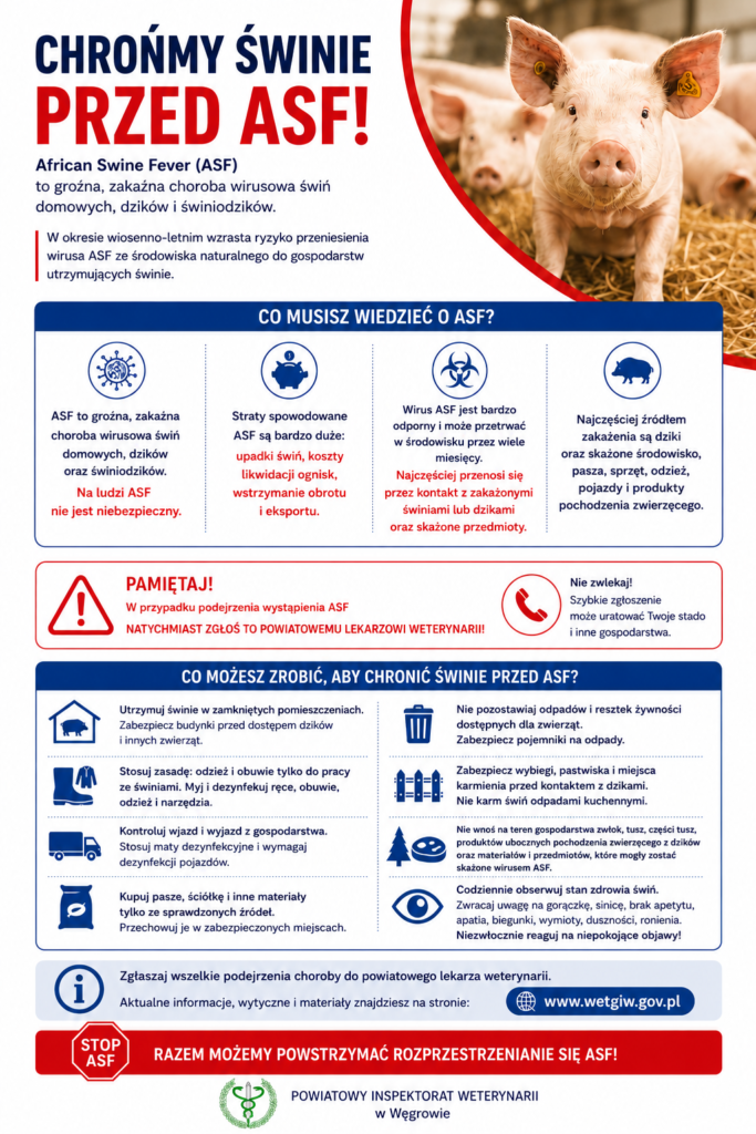Plakat informacyjny o ASF z dużym nagłówkiem Chrońmy świnie przed ASF! i zdjęciem świń w tle. Użyte kolory to głównie czerwony, niebieski i biały. Zawiera informacje o zagrożeniach i sposobach ochrony przed wirusem