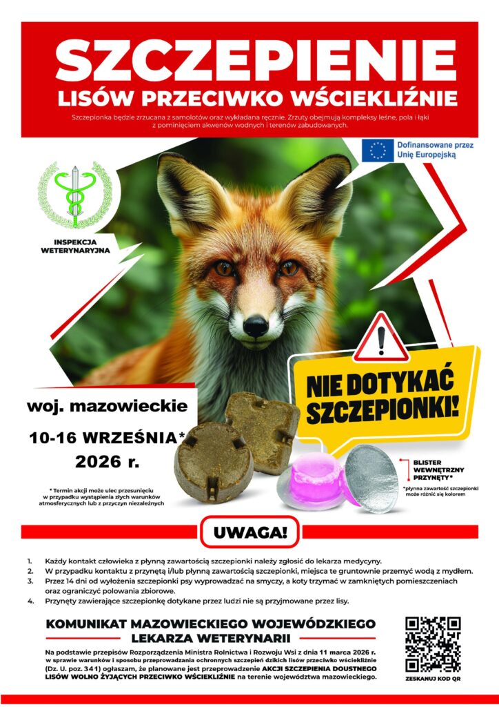 Plakat informuje o szczepieniu lisów przeciwko wściekliźnie, z czerwonym nagłówkiem i zdjęciem lisa. Na białym tle są szczegóły akcji i ostrzeżenie, by nie dotykać szczepionki. Widoczne są również okrągłe przyn