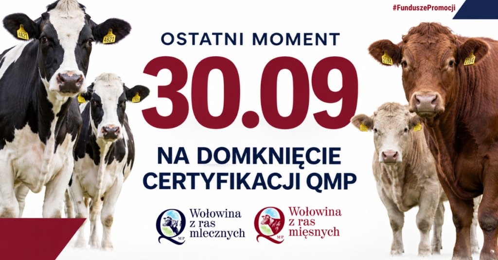 Na białym tle widać trzy krowy czarno-białe po lewej i dwie brązowe po prawej stronie. Pośrodku duży czerwony tekst 30.09 oraz napis o certyfikacji QMP. Na dole logo Wołowina z ras mlecznych